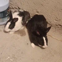 جفت خرگوش|موش و خرگوش|زابل, |دیوار