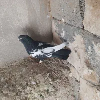 سینه سیاه نر  بزن 380تومن|پرنده|مرودشت, دولت آباد|دیوار