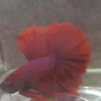 فایتر های هالفمون گرید AA شارژ شد/ آکواریوم سانفیش