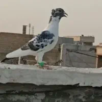 کبوتر کاکولی باخت رفته