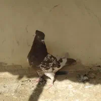 کله سرخ وسیاه دورگ نر