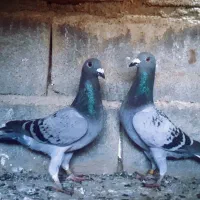 مسافتی|پرنده|گمیشان, |دیوار