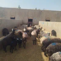 میش بره دار