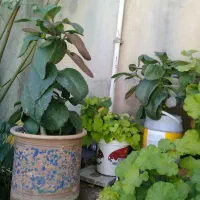 گل و گیاه
