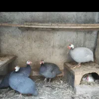 خروس و مرغ شاخ دار