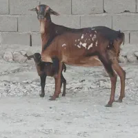 قیمت جفت با هم میش برشن درجه یک زاییده و ابستن|حیوانات مزرعه|بندرلنگه, |دیوار