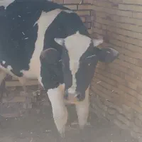 گوساله برای ماه محرم