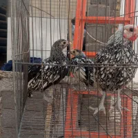 تعداد 30عدد مرغ و خروس مینیاتوری مولد سبرایت