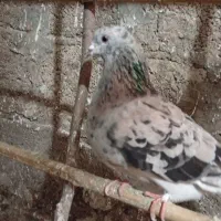 کبوتر یا کفتر