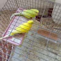 مرغ عشق|پرنده|سراب, |دیوار