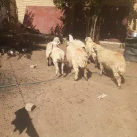 کارگر واسه گوسفند