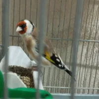 سهره نرمتولد قفس