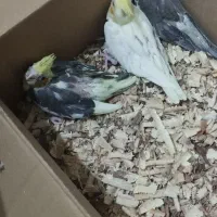 جوجه عروس هلندی و مولد|پرنده|مشهد, گلبرگ|دیوار