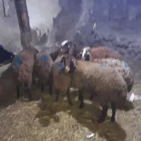 بره|حیوانات مزرعه|هیر, |دیوار