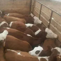 سوپر گوساله برای توناژ|حیوانات مزرعه|قم, آزادگان|دیوار