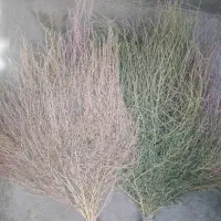 جارو محلی