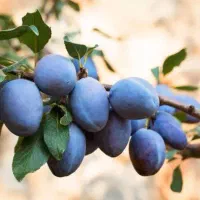 ارائه نهال آلو سیاه خورشتی|خدمات باغبانی و درختکاری|سردشت, |دیوار