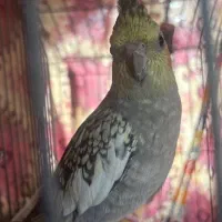 عروس هلندی ماده گمشده