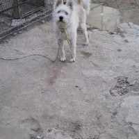 سگ هاسگی