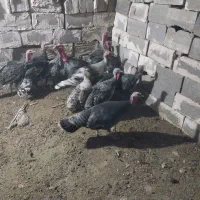 بوقلمو|حیوانات مزرعه|خورموج, |دیوار