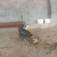 مرغ و خروس|حیوانات مزرعه|بندر کنگان, |دیوار