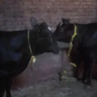 خریدوفروش گاو