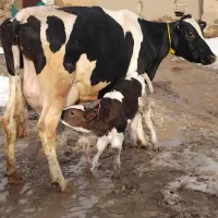 گاو هلیشتاین شیری