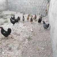 مرغ محلی|حیوانات مزرعه|زرین دشت (فارس), |دیوار