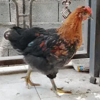 جوجه خروس محلی