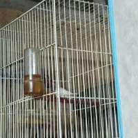 فنچ و مرغ عشق قیمت عالی