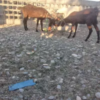 دو عدد بز پاکستانی|حیوانات مزرعه|شمیل, |دیوار