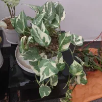 فروش گل خانگی باکیفیت وقیمت مناسب|گل و گیاه طبیعی|دهلران, |دیوار