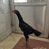 دو عدد جوجه لاری اوشامو