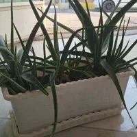 اینه بزرگ|آینه|ایلام, |دیوار