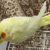 عروس هلندی|پرنده|تربت‌حیدریه, ۴۵ متری|دیوار
