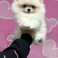 شیواوا و پامرانین دوسر خرسی|سگ|تهران, تهرانسر شرقی|دیوار