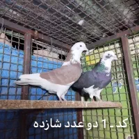 کفتر پرش سنگین