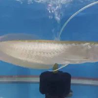 آروانا  فایتر