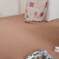 بعدرنگ ماده|حیوانات|محمدیه-قزوین, |دیوار