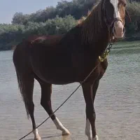 اسب زیبا چهار قلم و پیشونی سفید