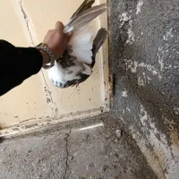 کفتر|پرنده|کرمانشاه, |دیوار