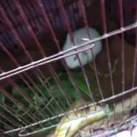 خرگوش چشم قرمز|موش و خرگوش|گنبد کاووس, |دیوار