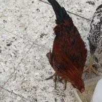 تعدادی خروس گلین چهل تاج کاکلی ریشو شش ماهه|حیوانات مزرعه|رباطکریم, کیکاور|دیوار