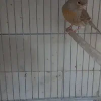 قناری نقره ای|پرنده|یزد, |دیوار