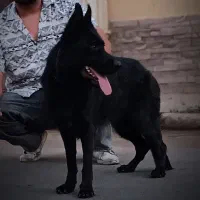 سگ ژرمن بلک|سگ|یزد, |دیوار