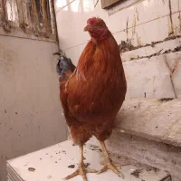 خروس|حیوانات مزرعه|شیراز, چشمه سید صفری|دیوار