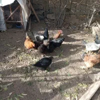 14عددمرغ رسمی تخم گذارفروشی