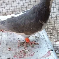کبوتر|پرنده|شیراز, سلطان آباد|دیوار
