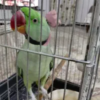 شاه طوطی دستی  ۵۰کلام سخنگو