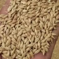 تریلی بارگیری شده